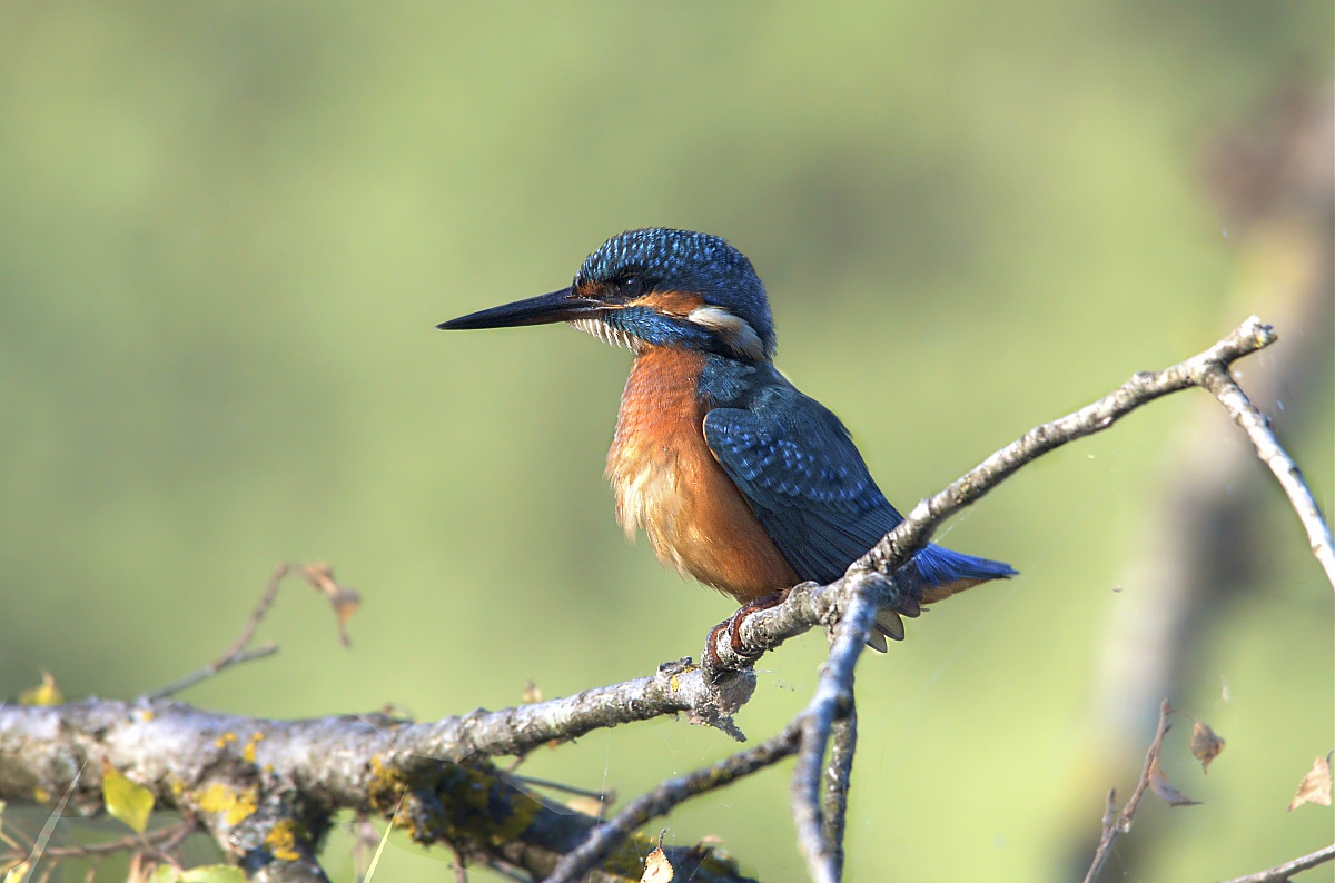 Il mio martin pescatore
