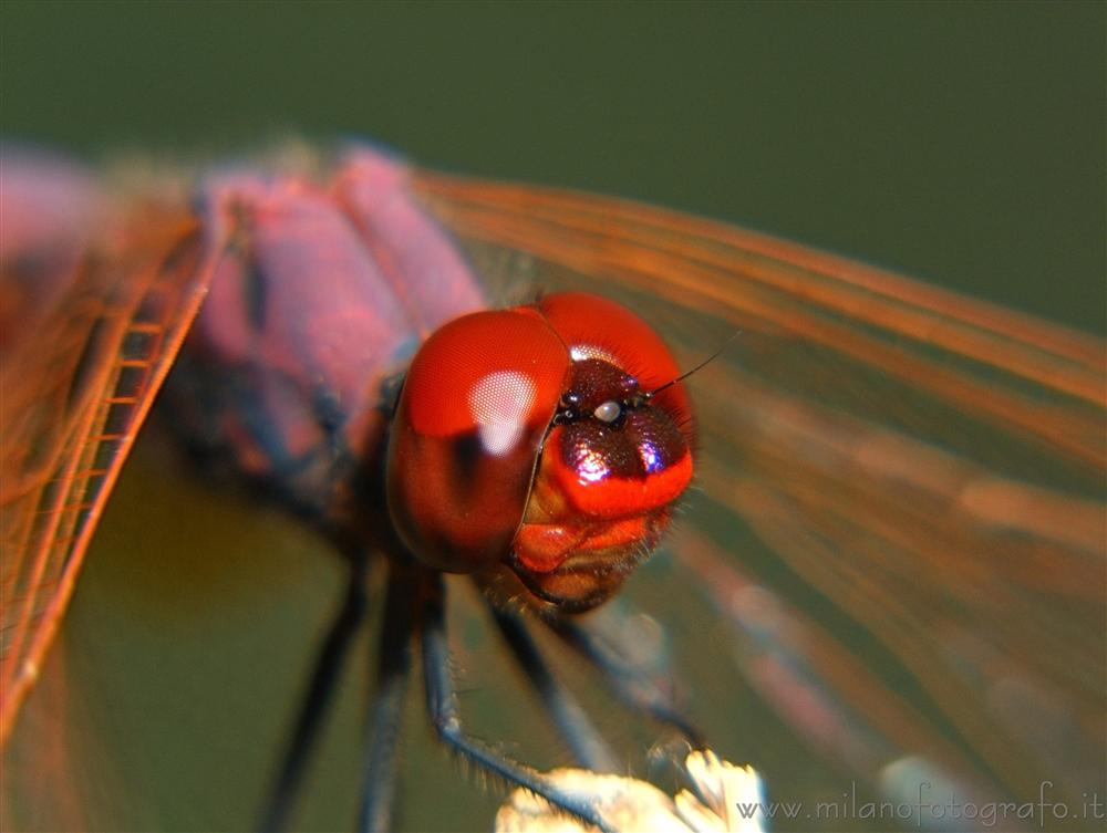 Trithemis annulata maschio