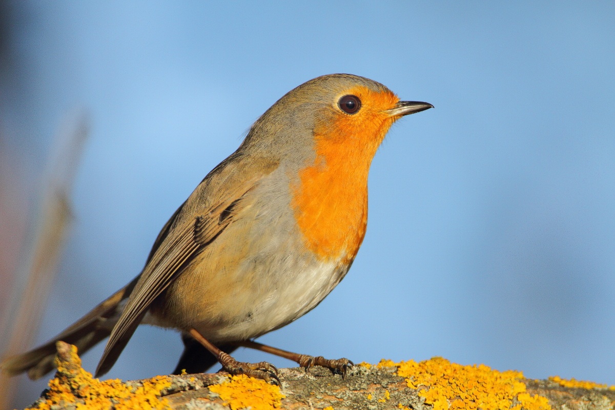 Robin (Erithacus rubecula)