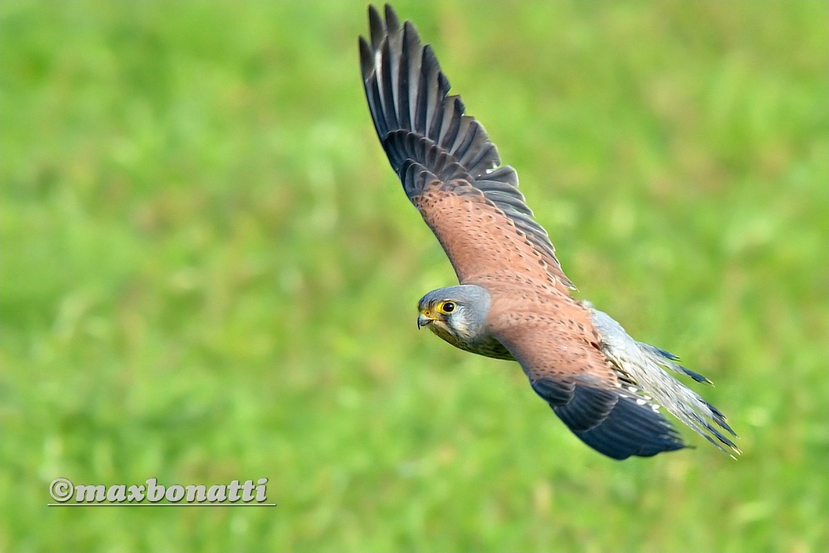 kestrel (Falco tinnunculus)
