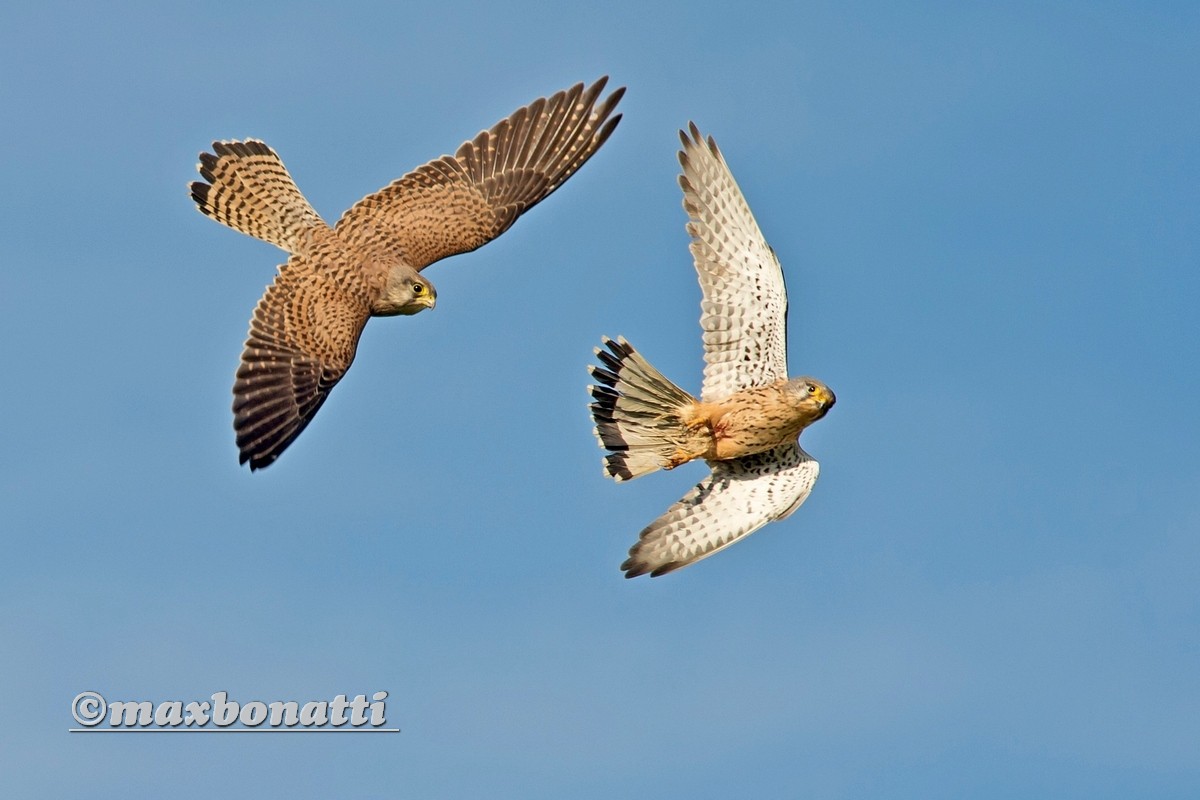 kestrel (Falco tinnunculus)