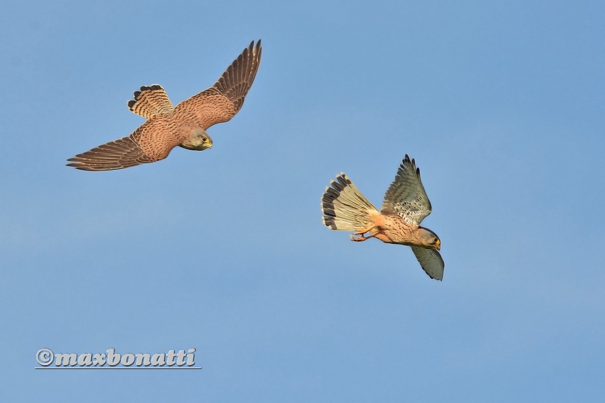 kestrel (Falco tinnunculus)