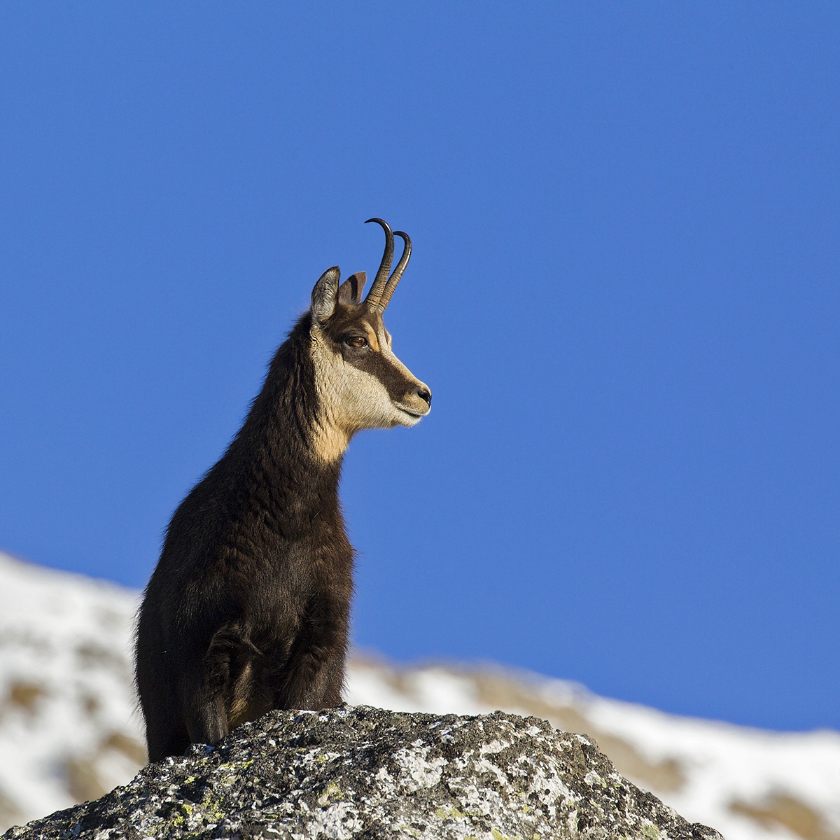 chamois