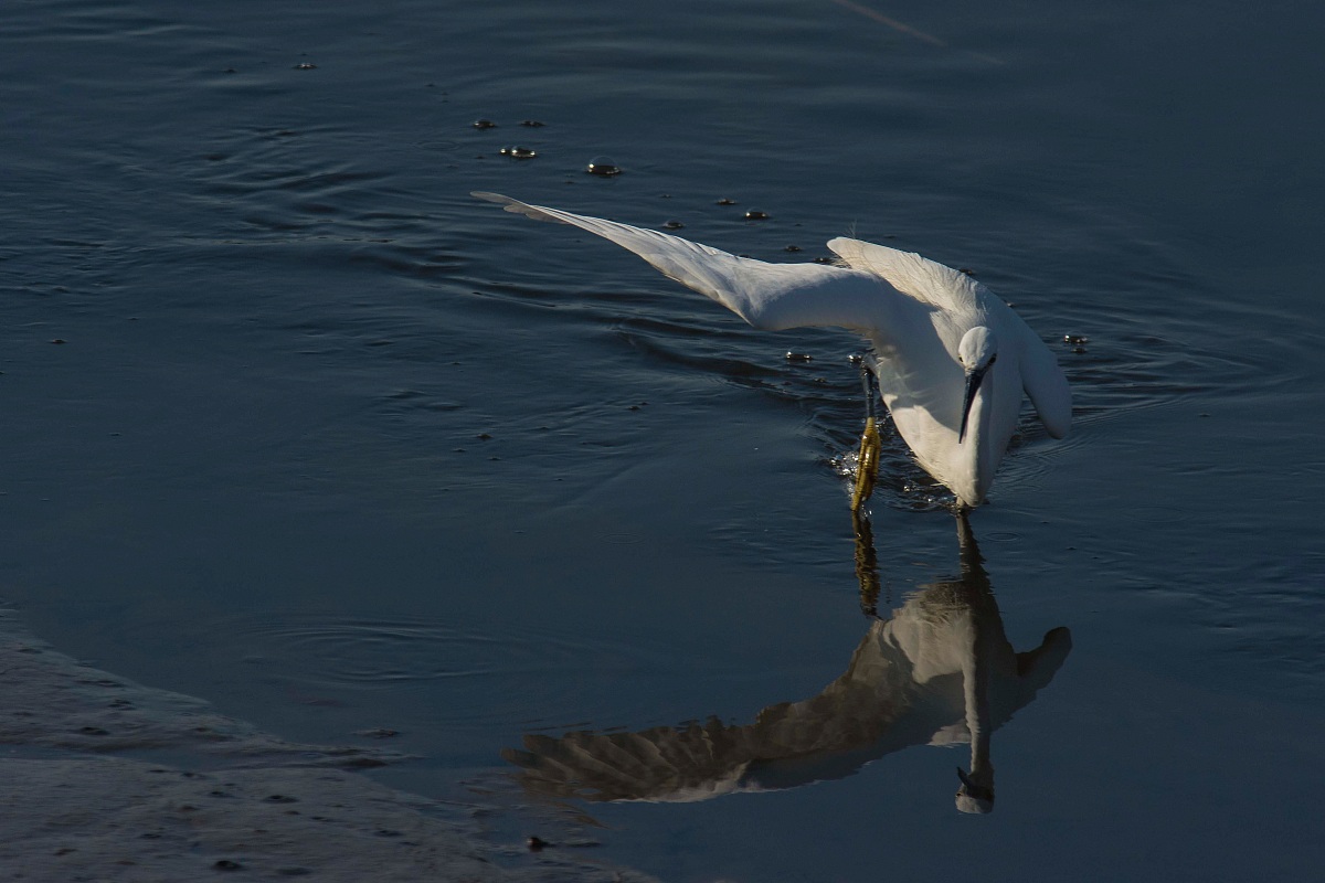 Egret attack