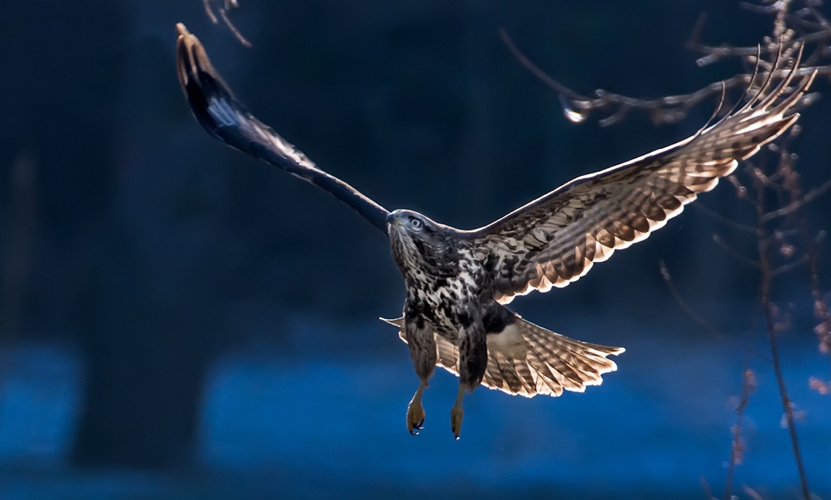 Poiana in controluce