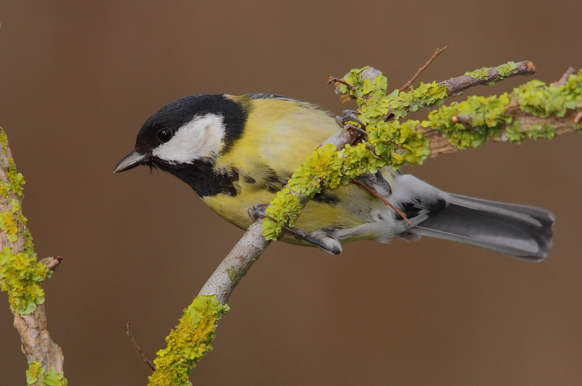 Great Tit