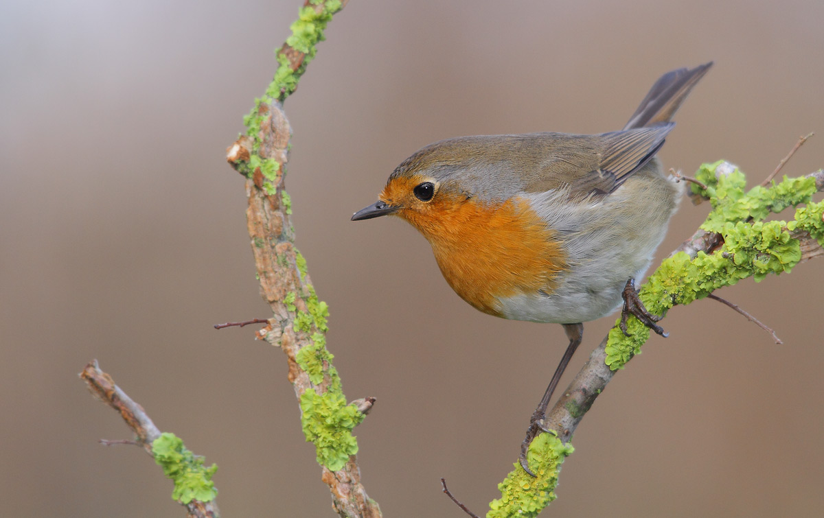 robin