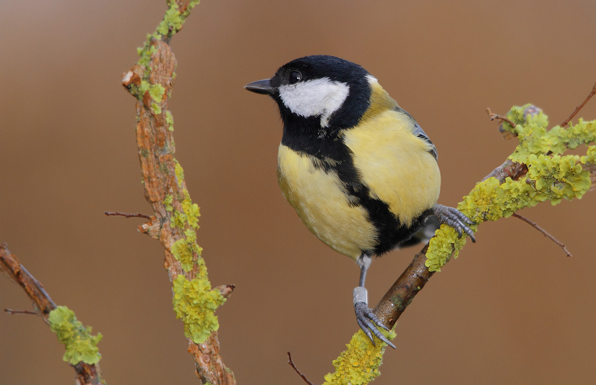 Great Tit