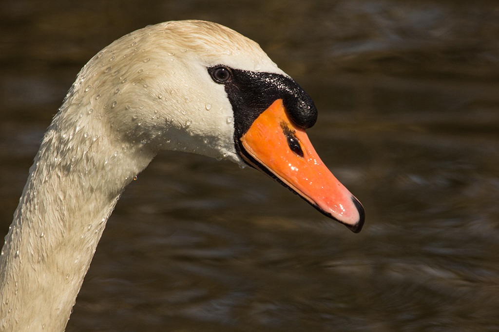 Ritratto di cigno reale