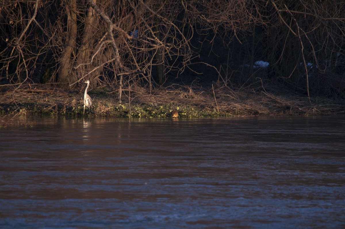 Heron e il topo muschiato