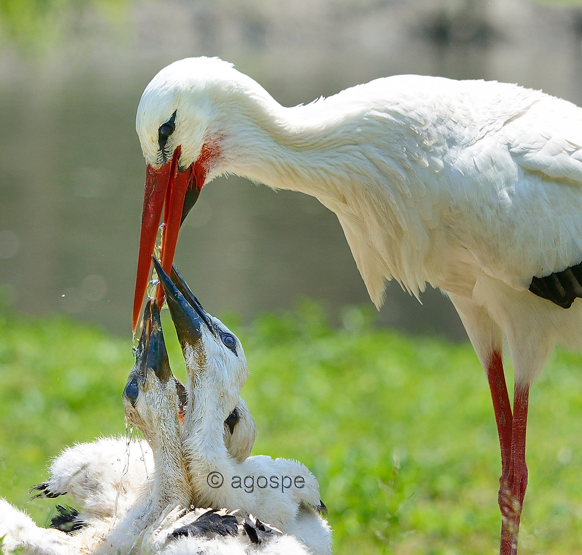 Thirst is a bad thing