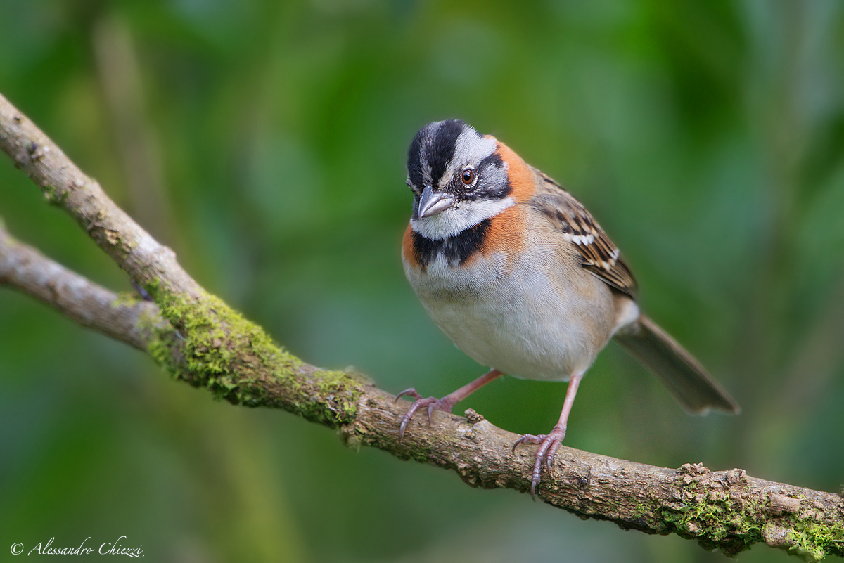 Collared Sparrow reddish