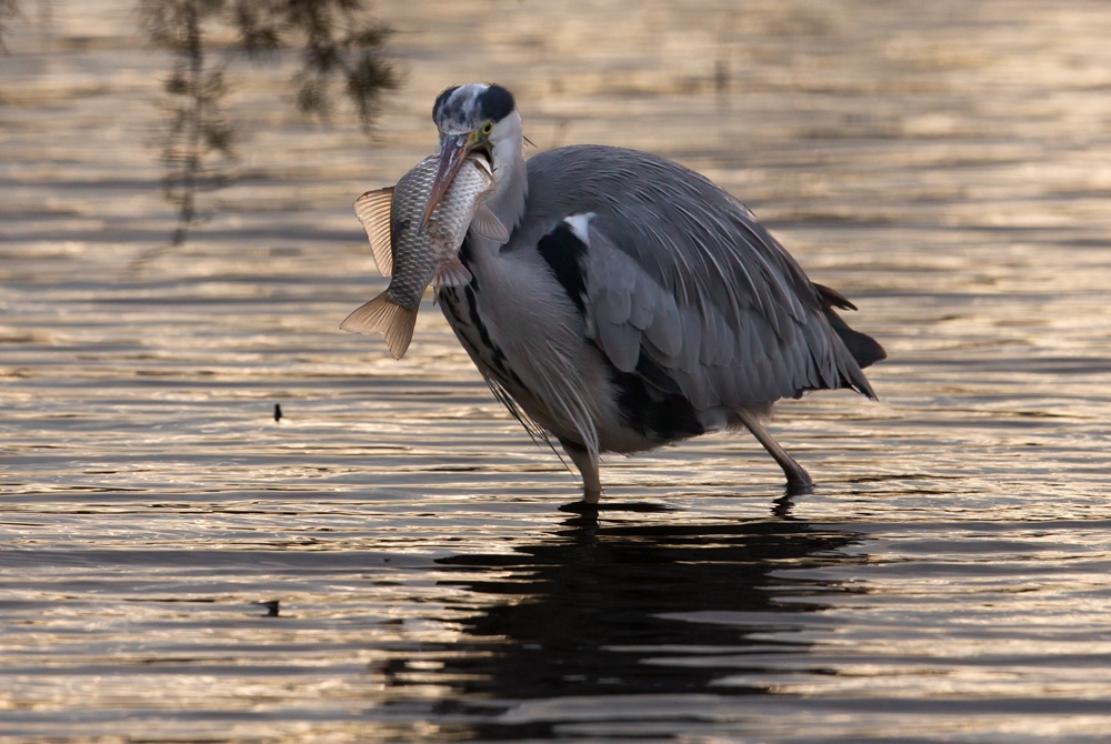 In the night ... fish!