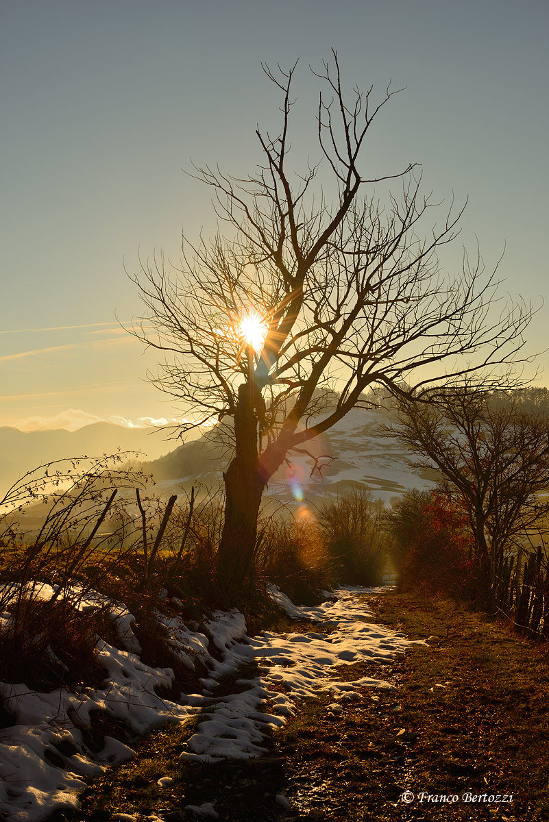 albero in controluce