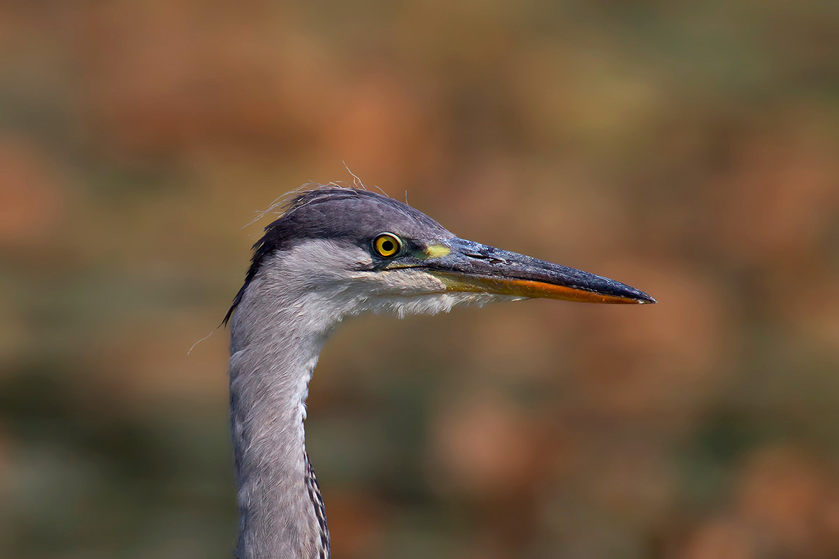 I'm watching you ...