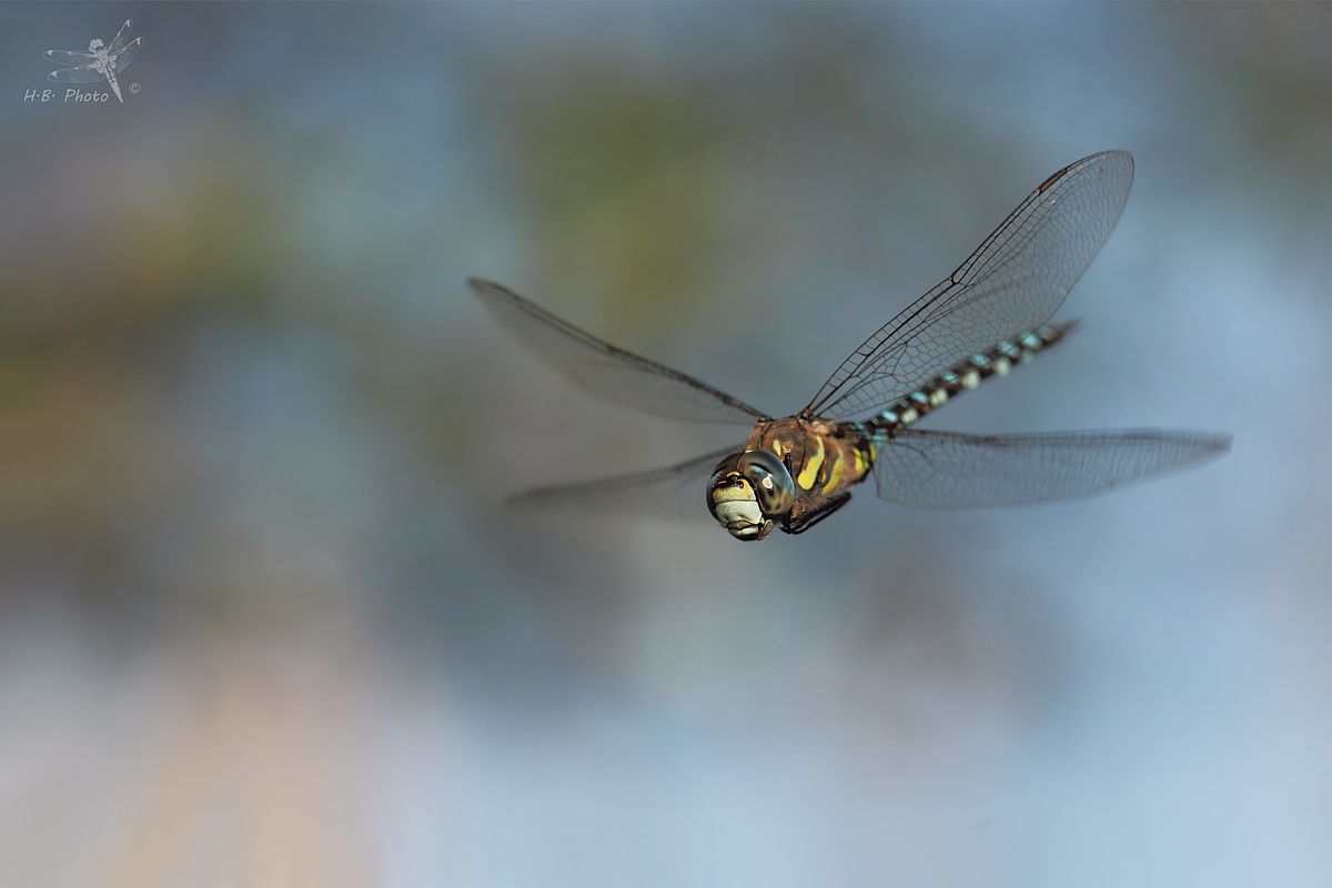 Aeshna mixta, maschio