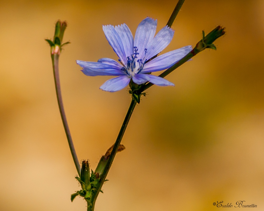 Cichorium intybus