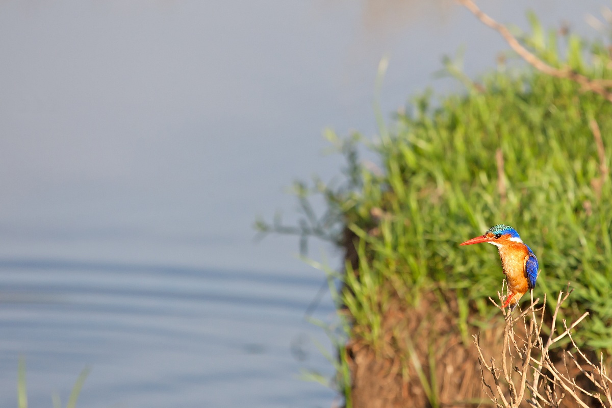 A nice martino in Masai Mara