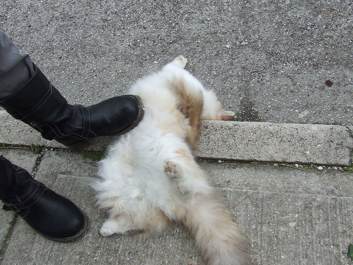 il gatto finto morto