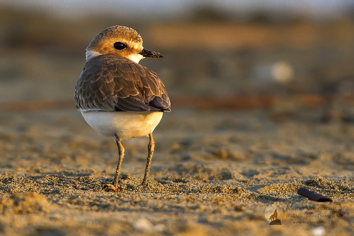 Mallards at dawn ... ...