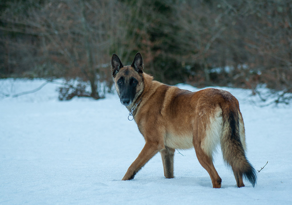 belgian shepherd malinois