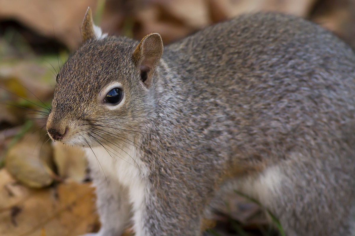 A sympathetic friend