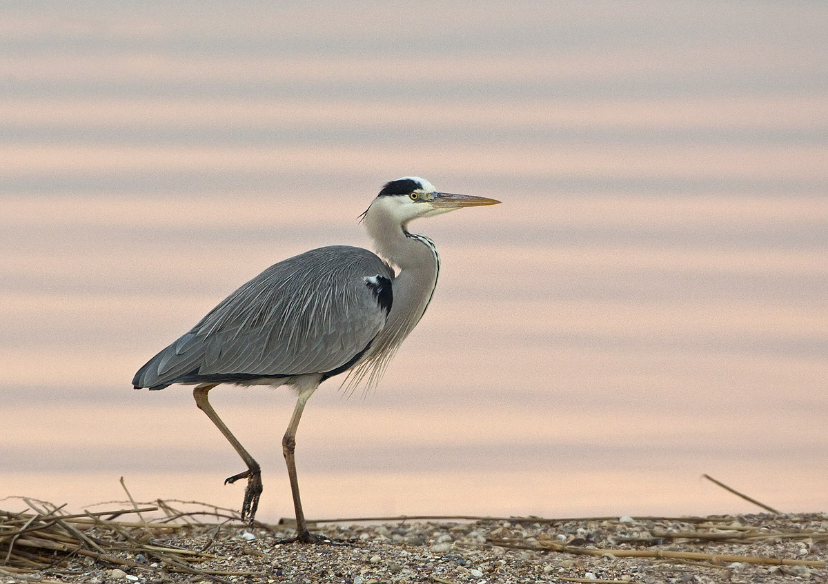 cinerino dopo il tramonto