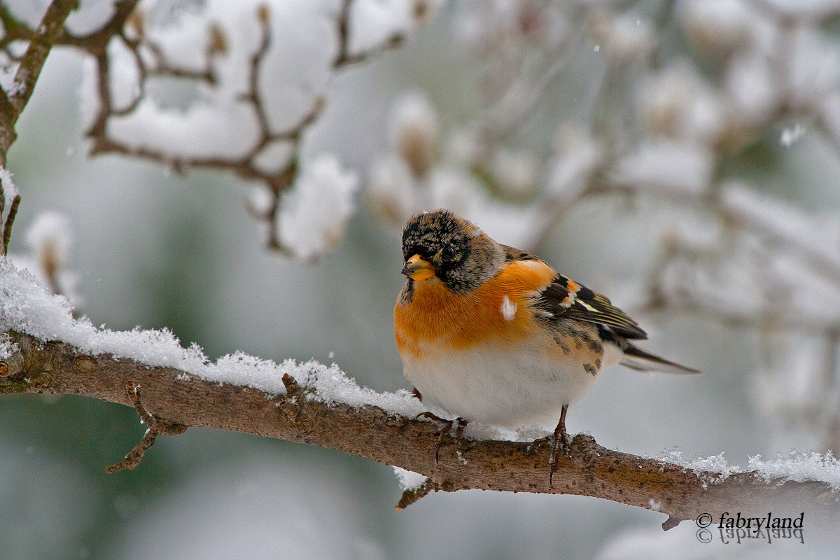 Brambling during a snowfall