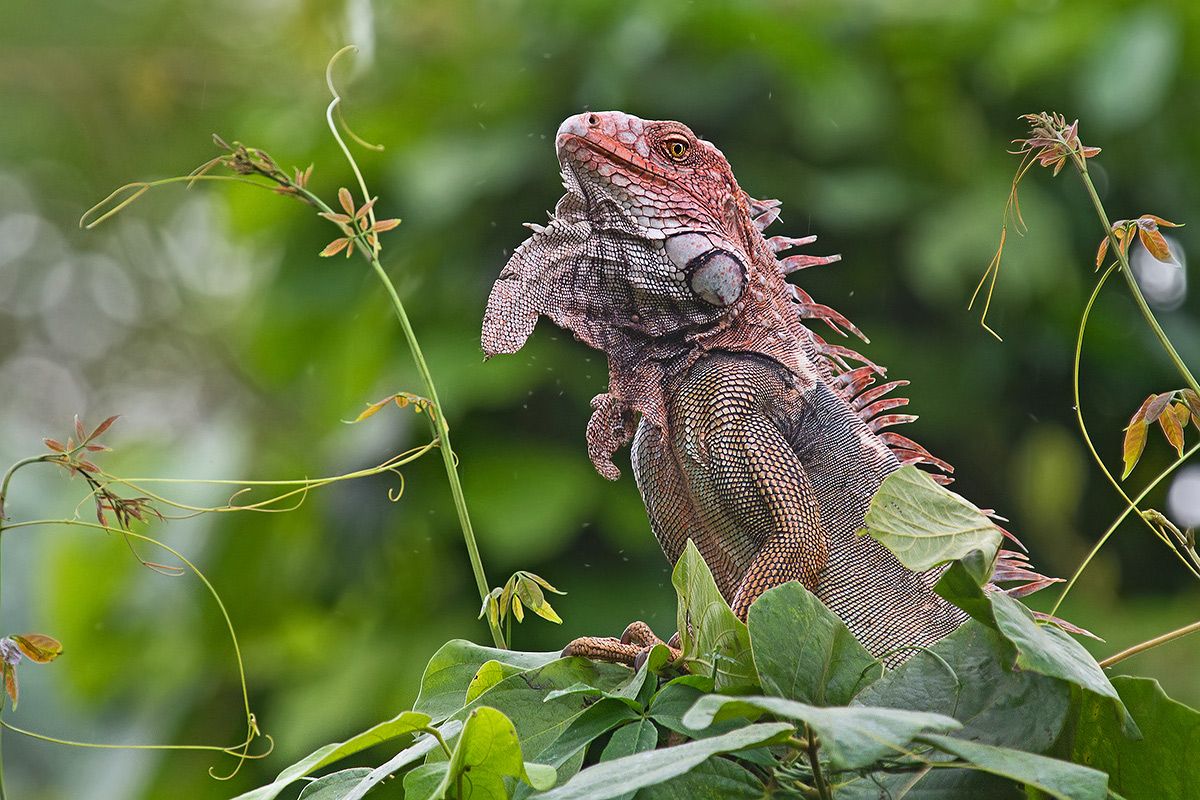 common iguana