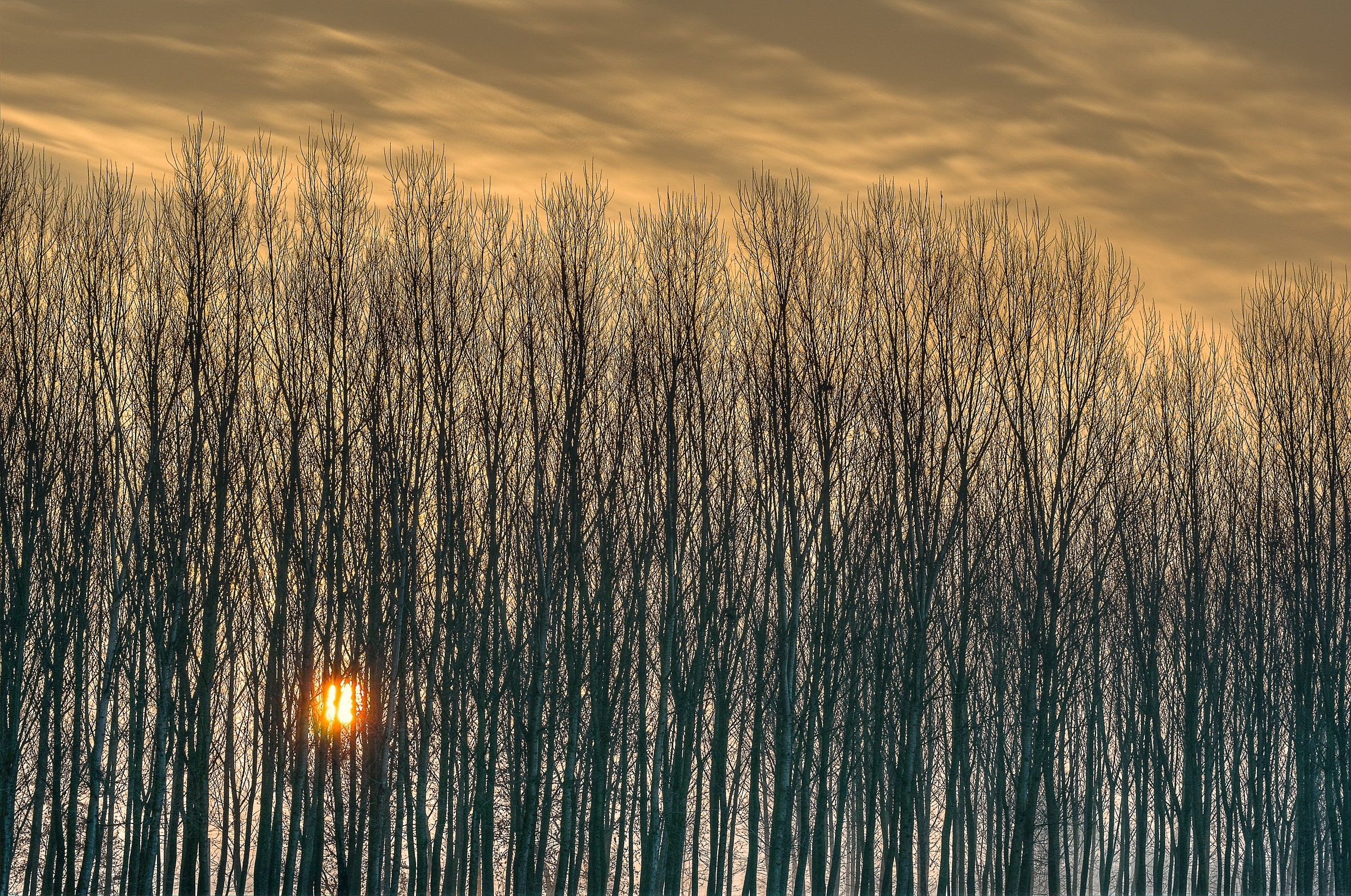 Poplars