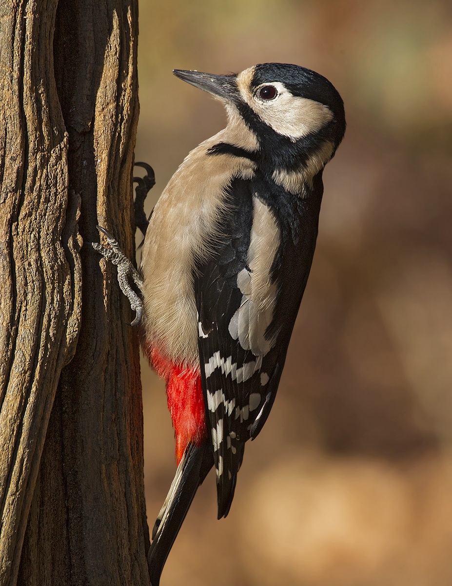 woodpecker