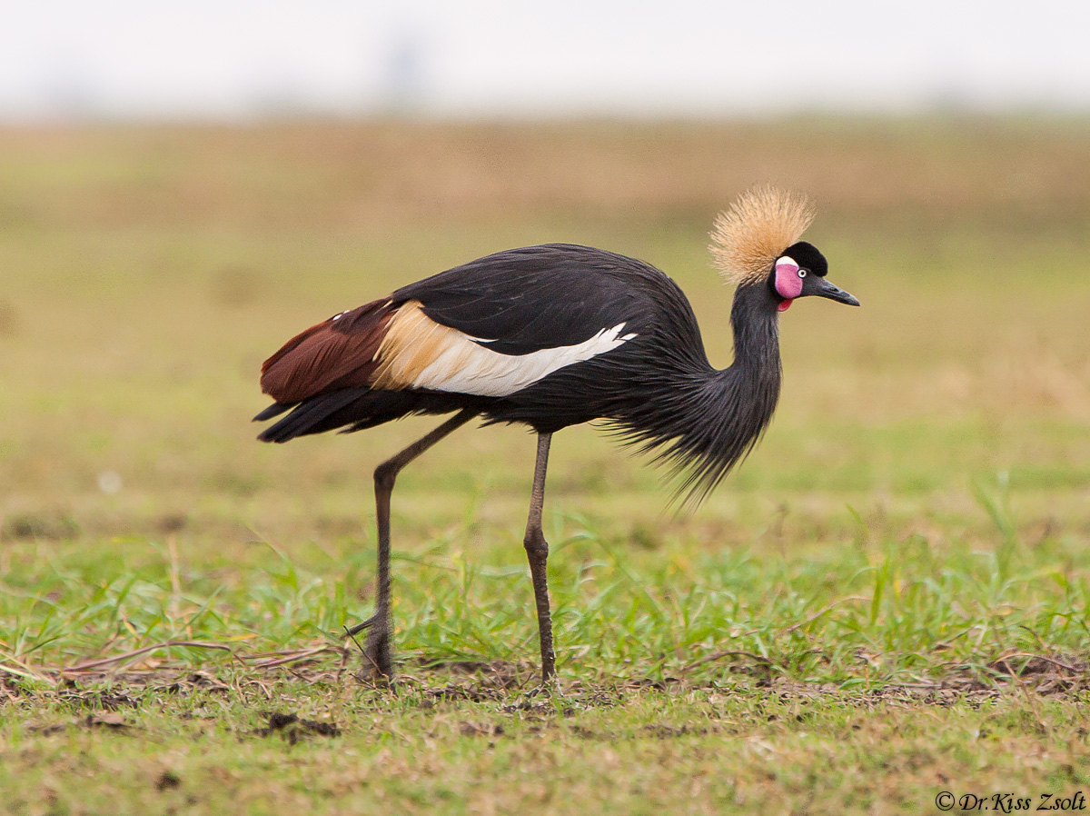 Black Crowned Crane