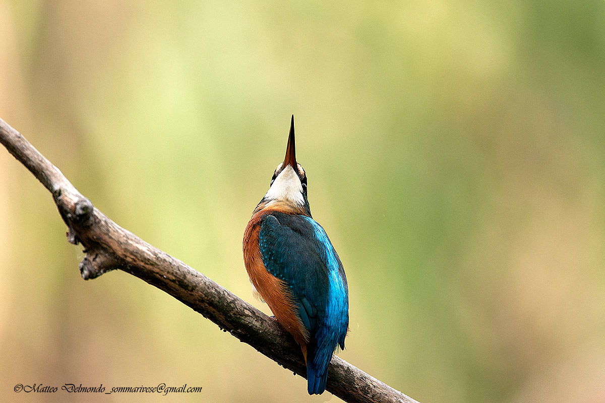 Kingfisher