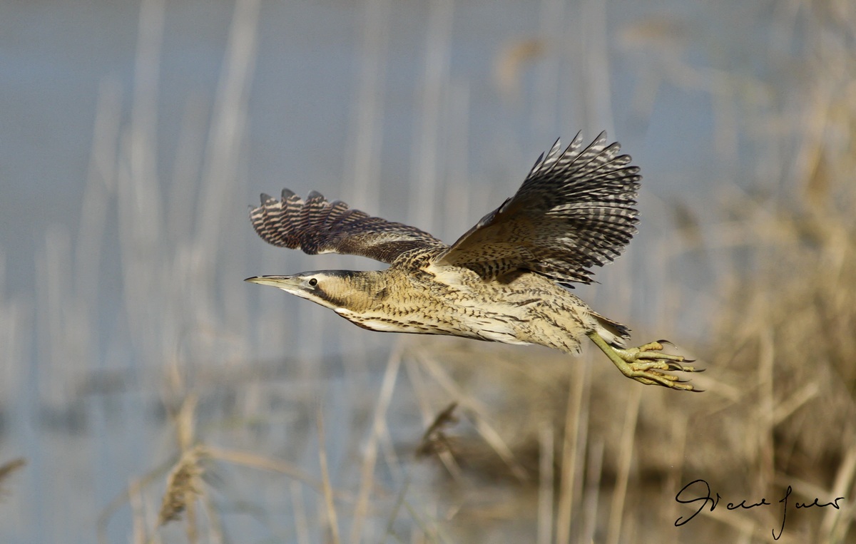Bittern