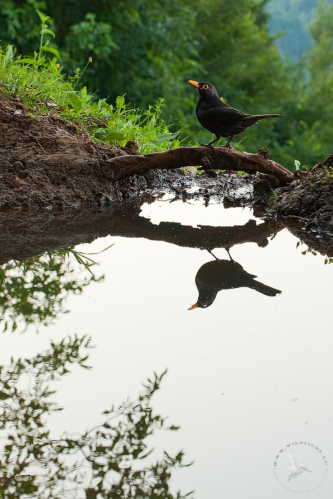 MerlolreM - last version