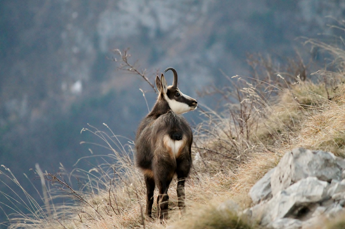 Suede-look-out in the area of ??Monte Grappa Massif