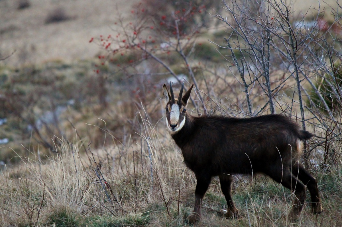Suede-look-out in the area of ??Monte Grappa Massif