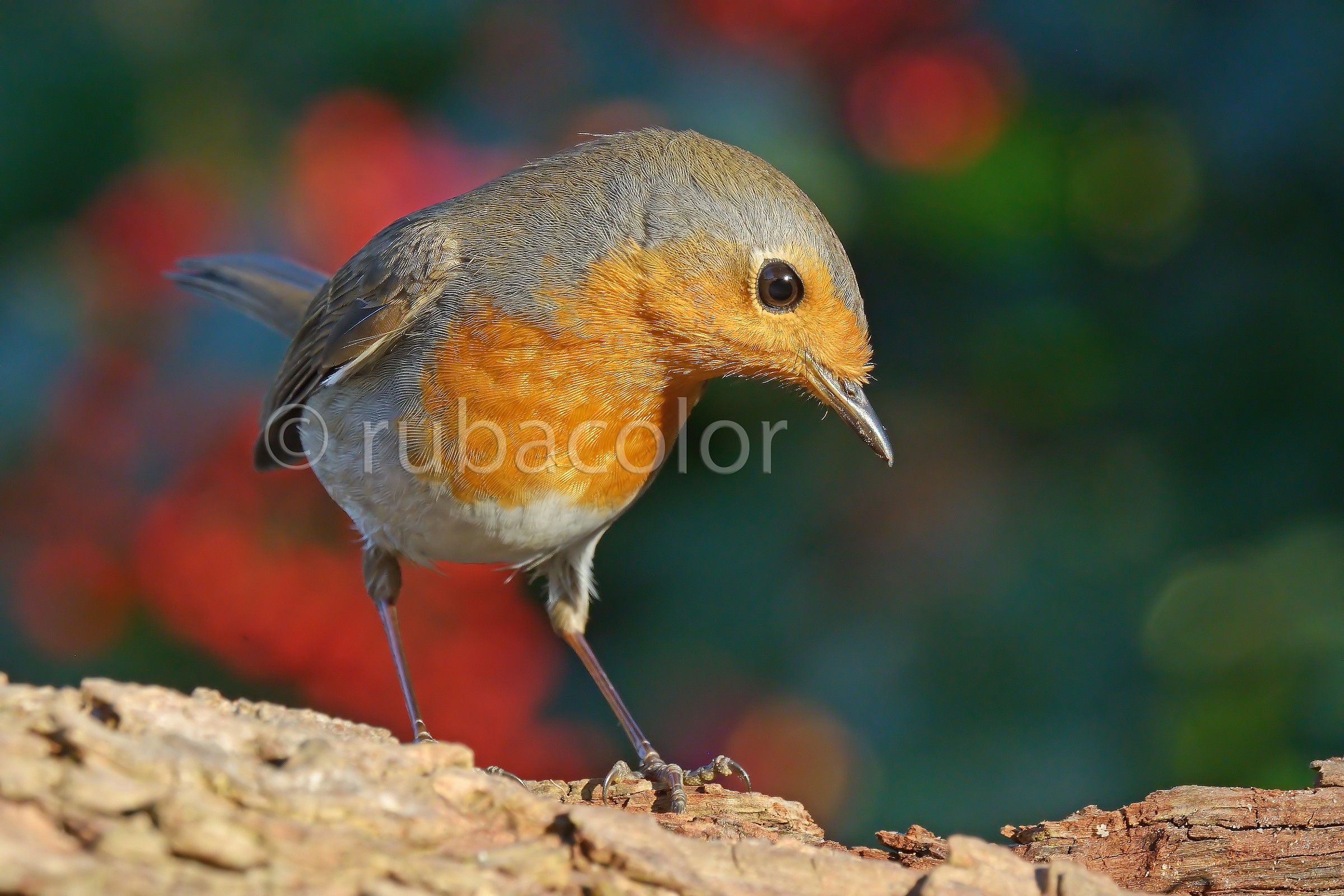 A robin at Christmas under the tree
