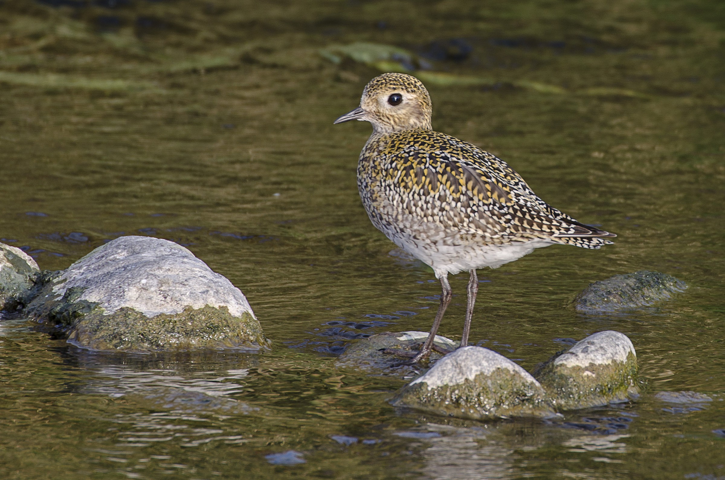 Golden Plover