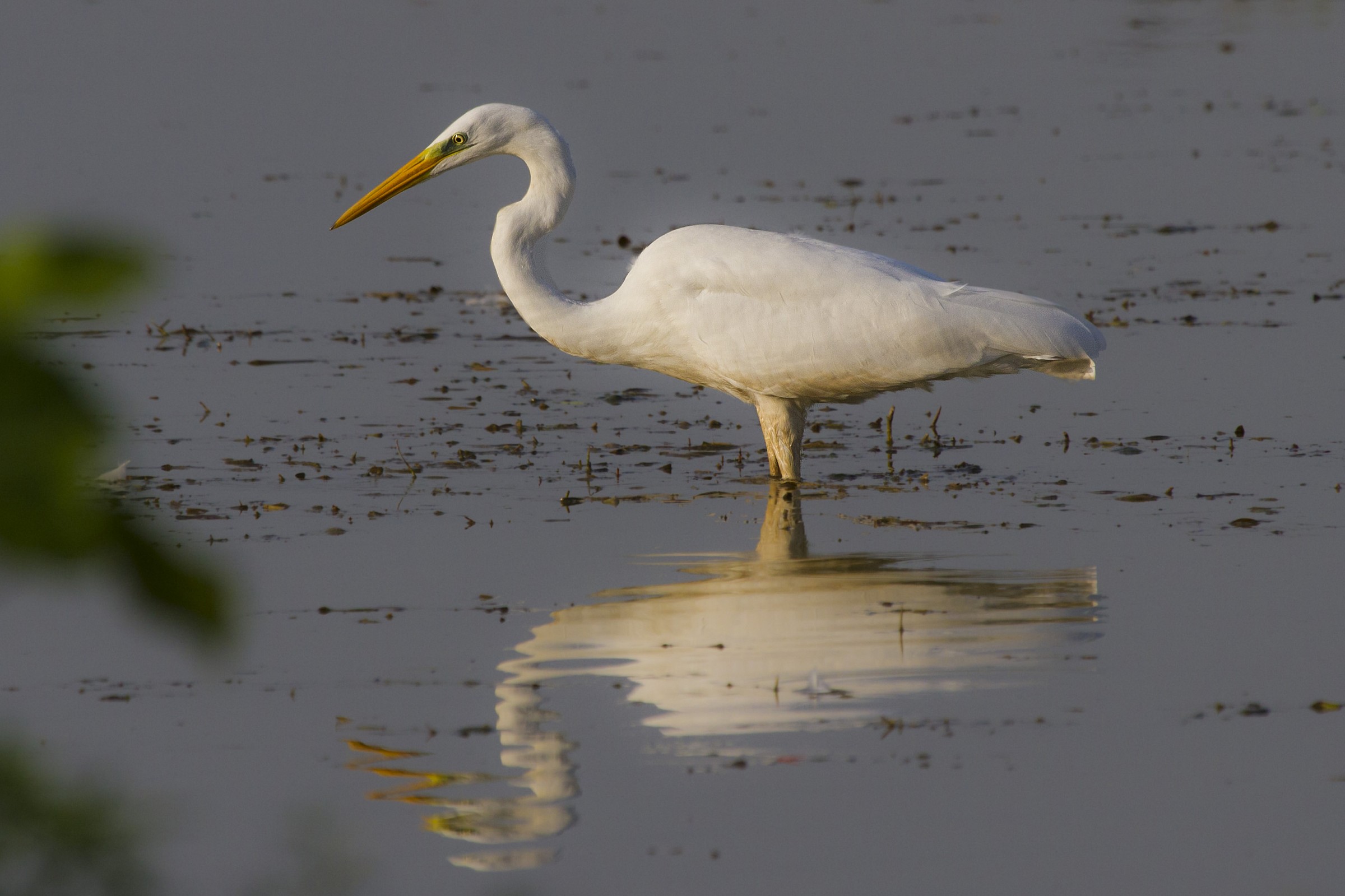 Airone bianco maggiore