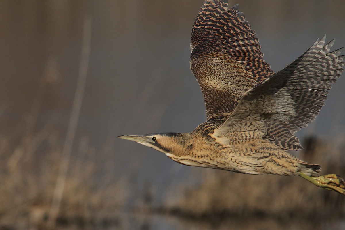 A little ... in Bittern