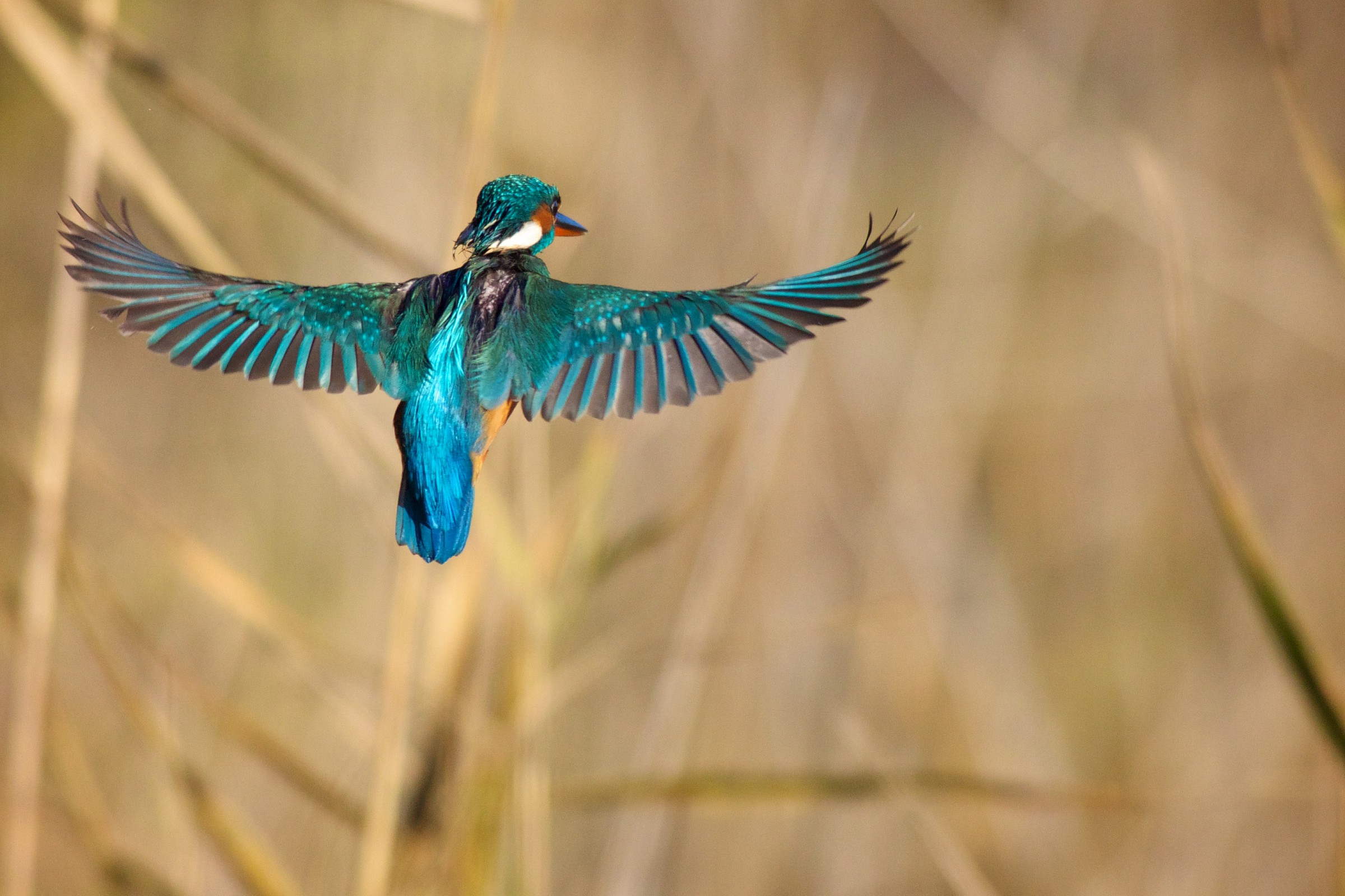 The spirit of Martin