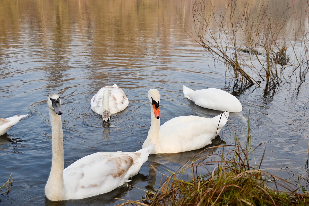 swans