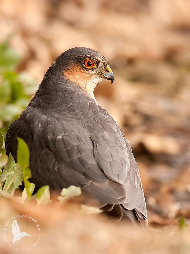 Adult male red eye ...