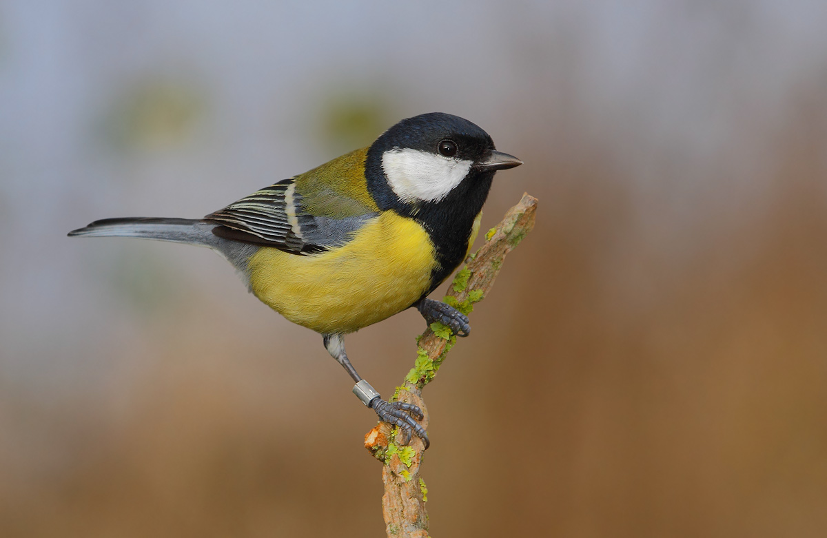 Great Tit