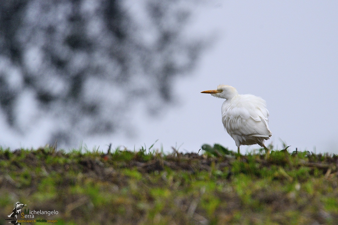 taxi for CAPRES egret