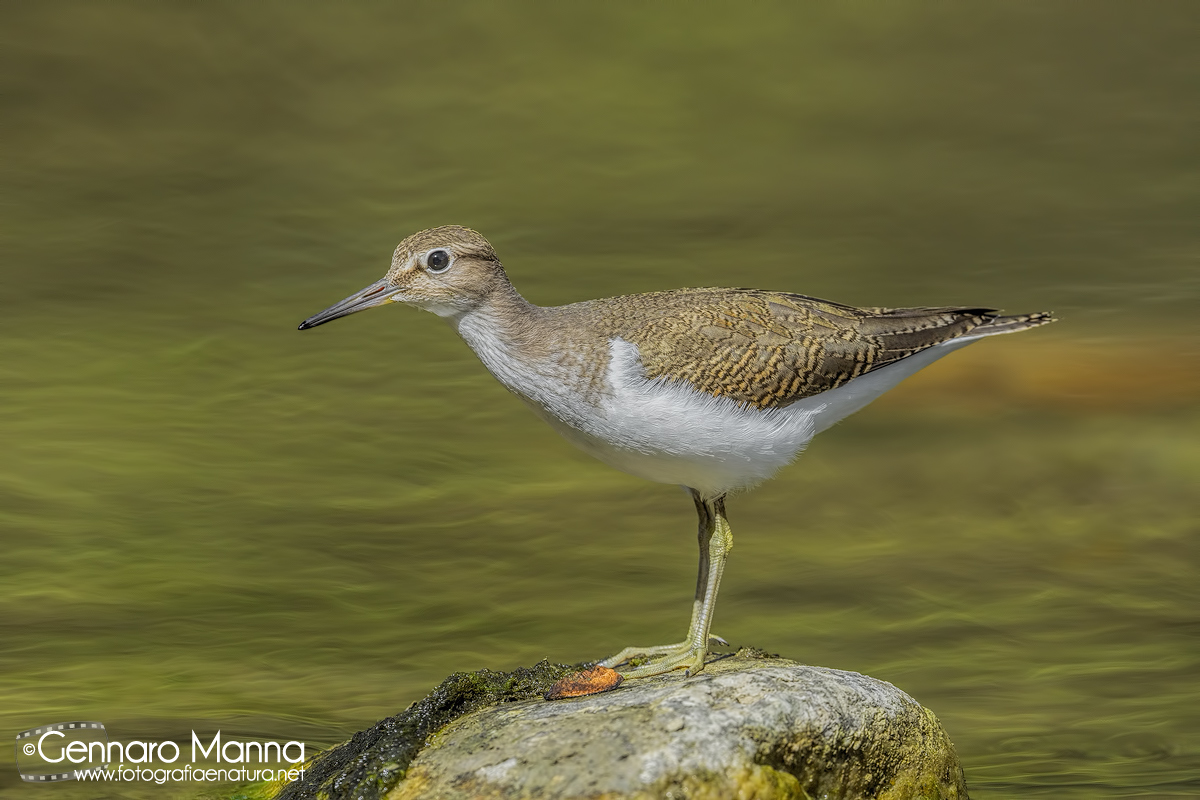Piro piro piccolo (Actitis hypoleucos)