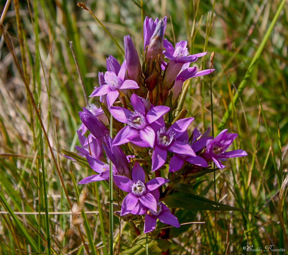 Gentiana germanica