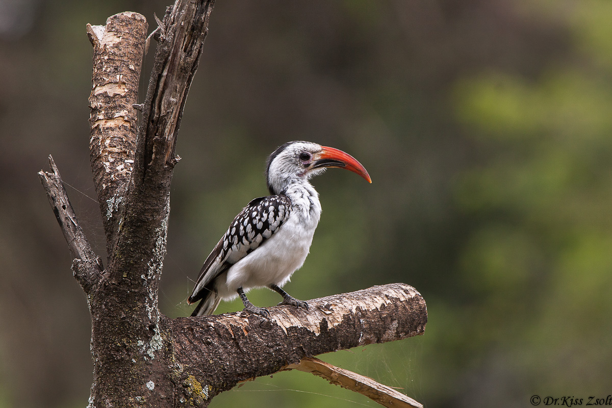 Hornbill Rosso-fatturato