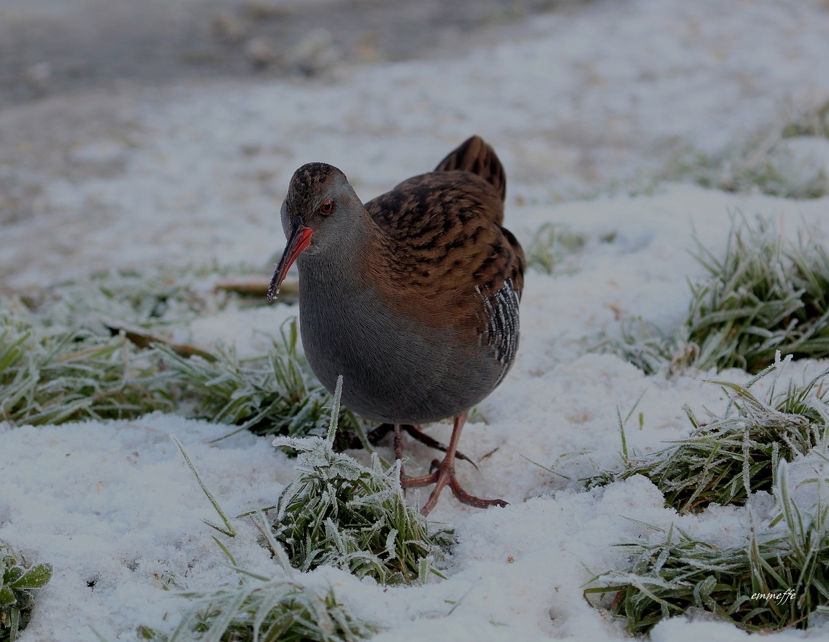 Porciglione...quattro passi nella neve!